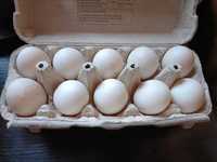 jaja lęgowe kaczek biegusów indyjskich