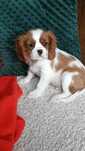 Cavalier king Charles spaniel pies Gotowy na JUŻ