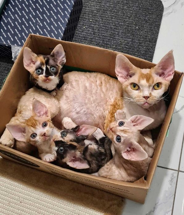 Гіпоалергенні кошенята Девон Рекс