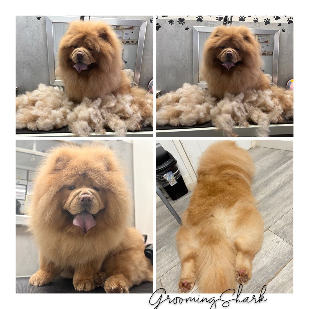 Psi fryzjer GroomingShark
