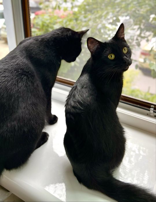 Врятована трьохлапа суперкиця :)