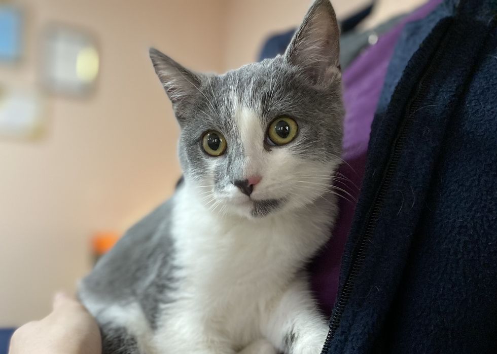 Кошеня Яра 4 міс, в добрі руки