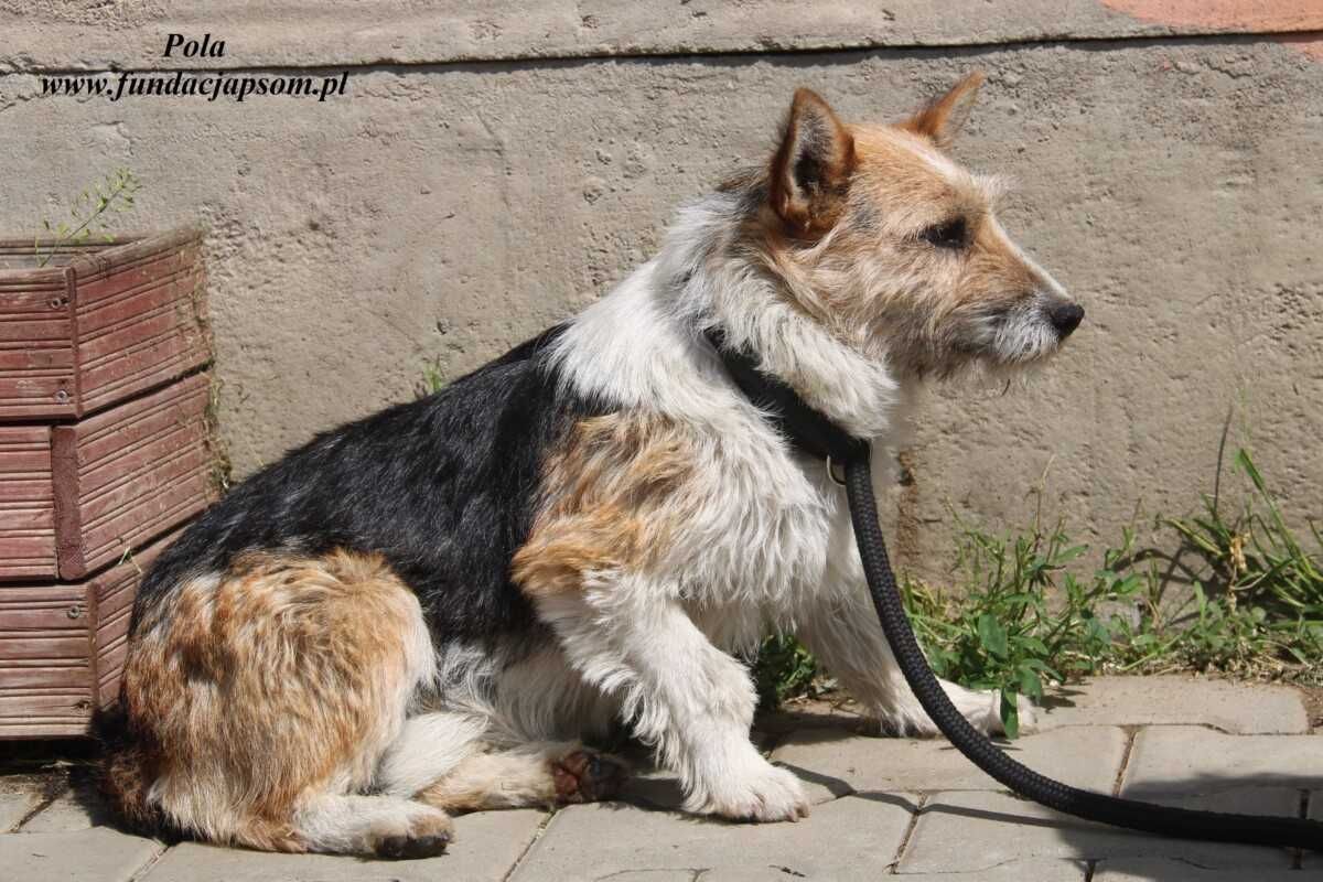 Sonia - spokojna terierka