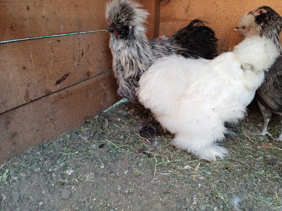 Silki, kochin miniaturowy, Białoczub jaja lęgowe