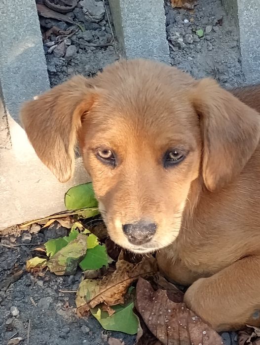 Oddam śliczne mądre szczeniaki