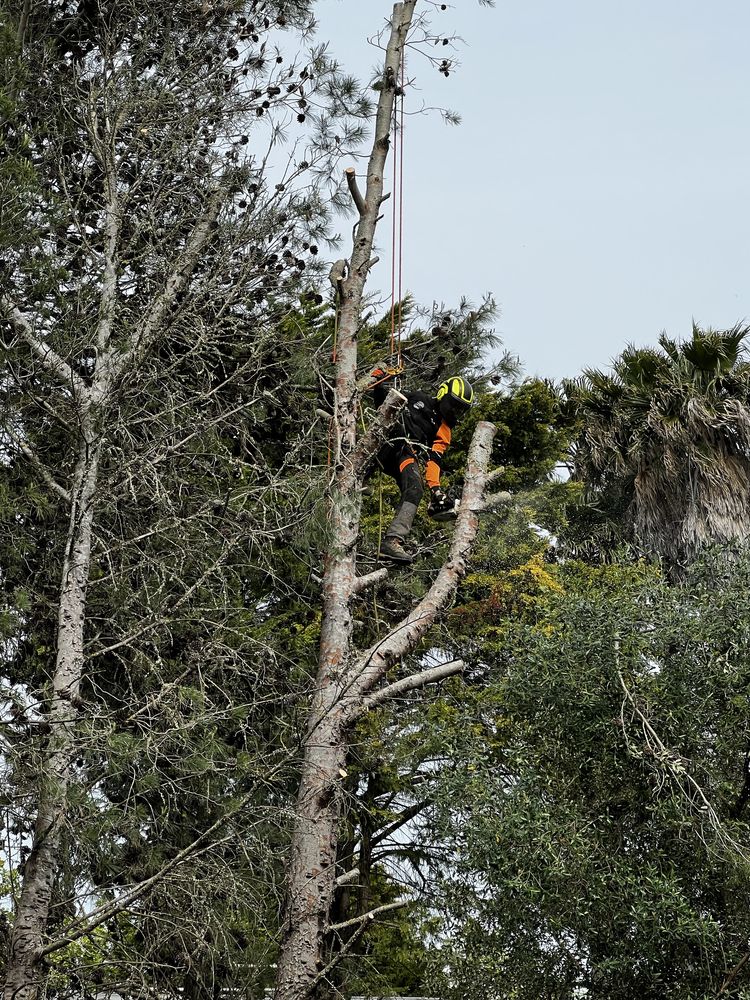 Poda e corte de arvores - TREE SERVICES
