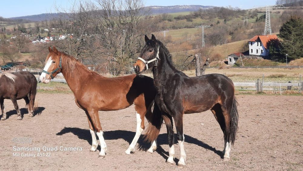 2x przepiękna klacz 2 lata papier ujezdzeniowy holenderski
