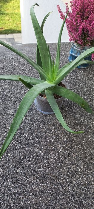 Kwiat doniczkowy Aloes duży zdrowy