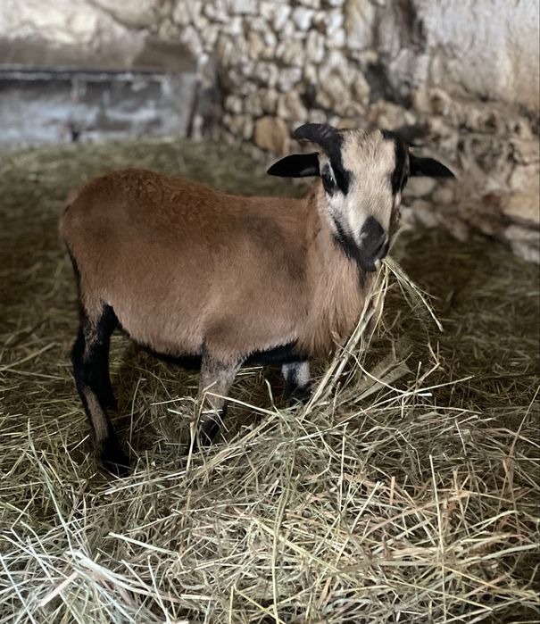 Baran tryk kamerun owca kameruńska młody