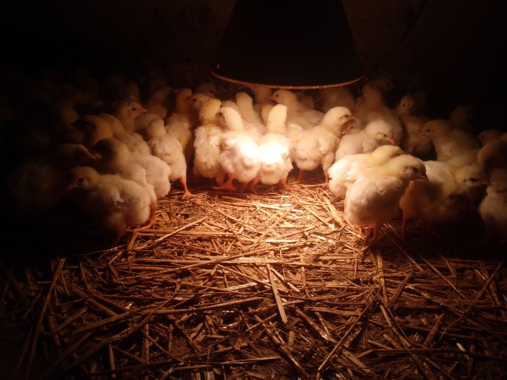 Kaczki pekin dworka staropolskie mulard śnieżne