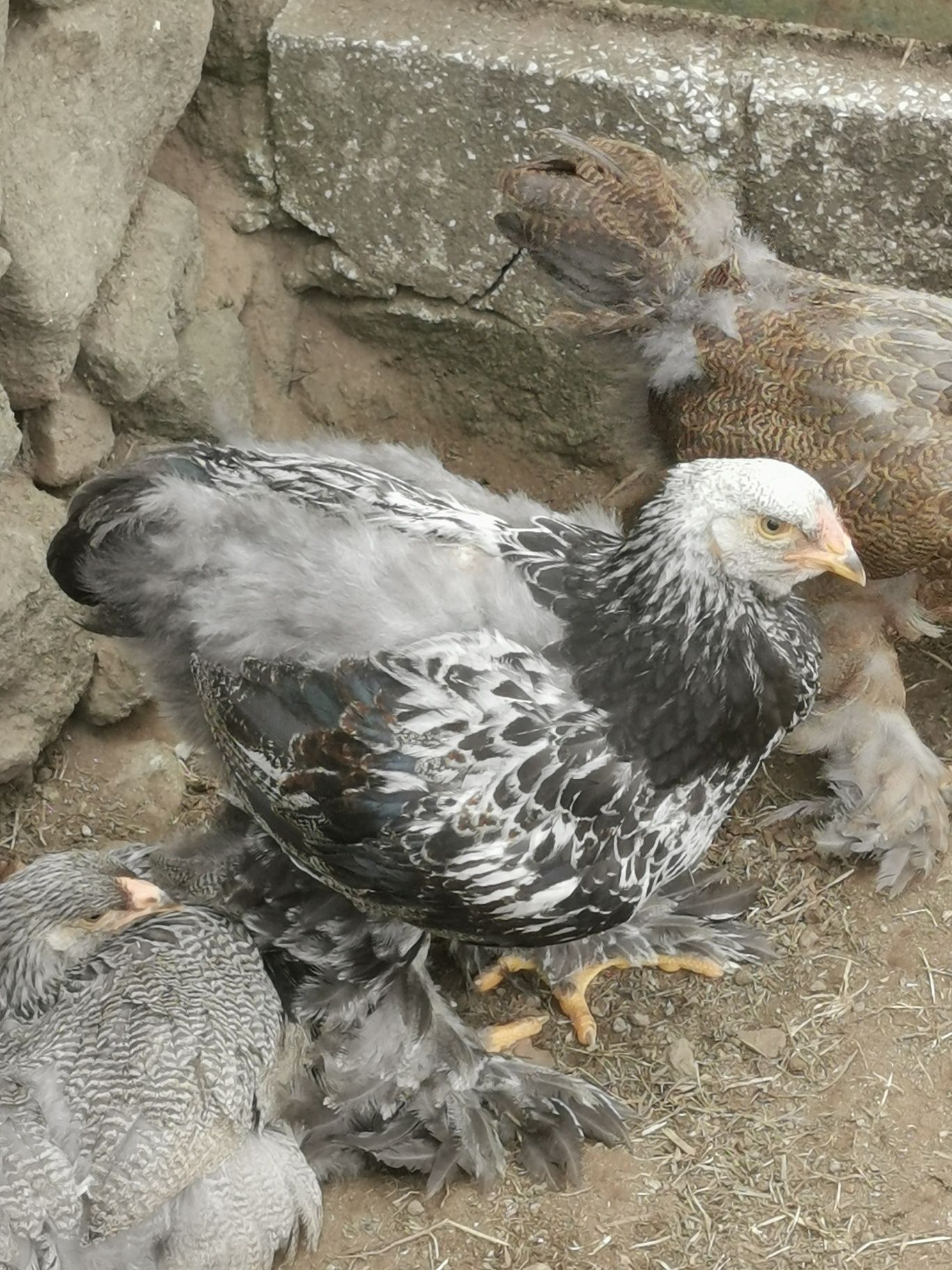 Brahmas pedriz dark