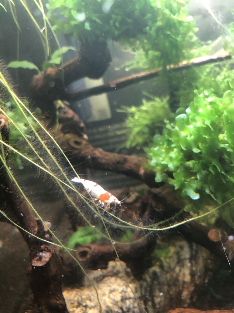 Camaroes  caridinas crystal red