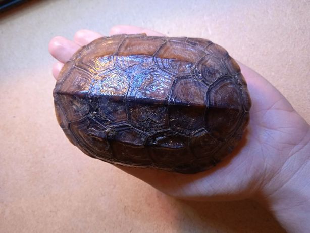 Oddam żółwia wodno-lądowego, chińskiego 4 letnia samica