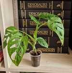 Монстера адансона манкі Monstera adansoni