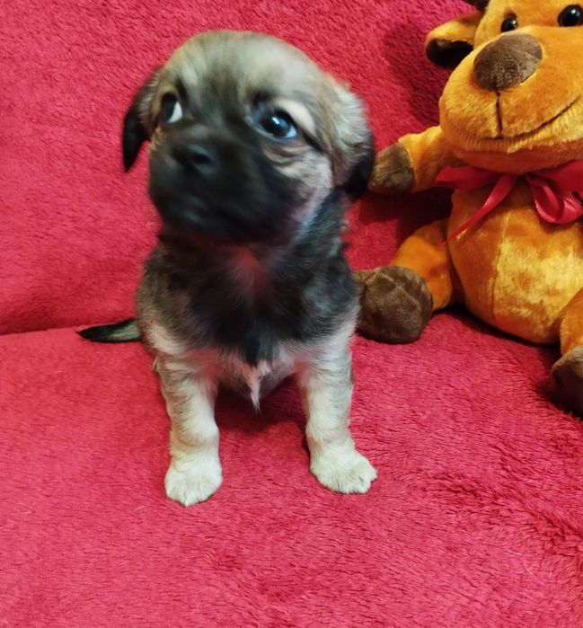 Chihuahua długowłosy