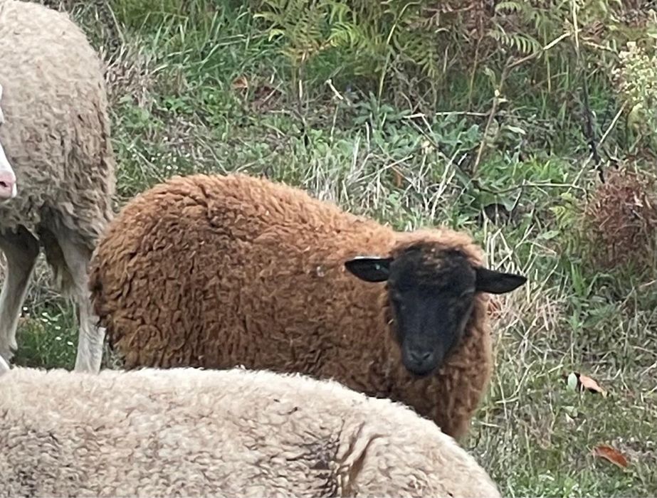 Duas anhas  novas para venda