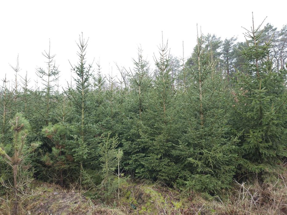 Świerk pospolity choinki