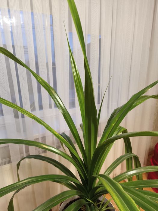 Квітка з горнятком