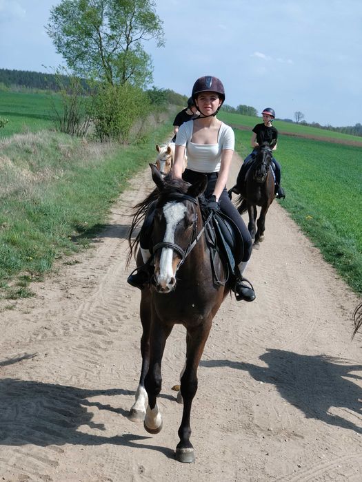 Wałach wlkp po Rumianku