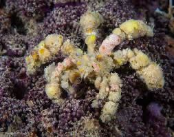 Krab dekorator Camposcia retusa Akwarium Morskie S/M