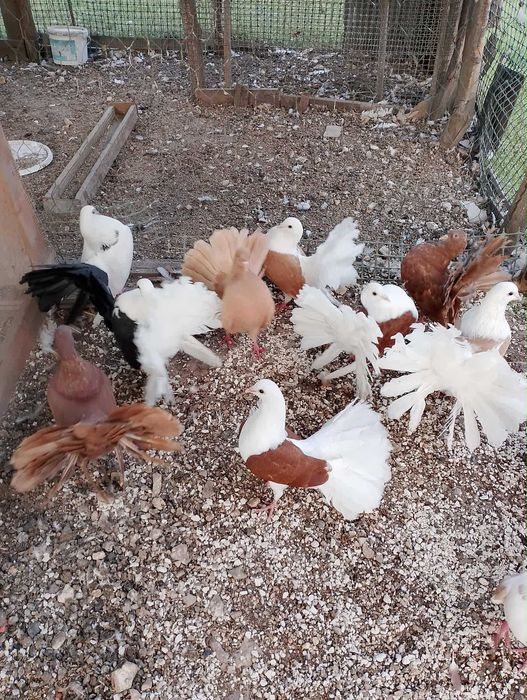 Gołębie Pawiki 2025