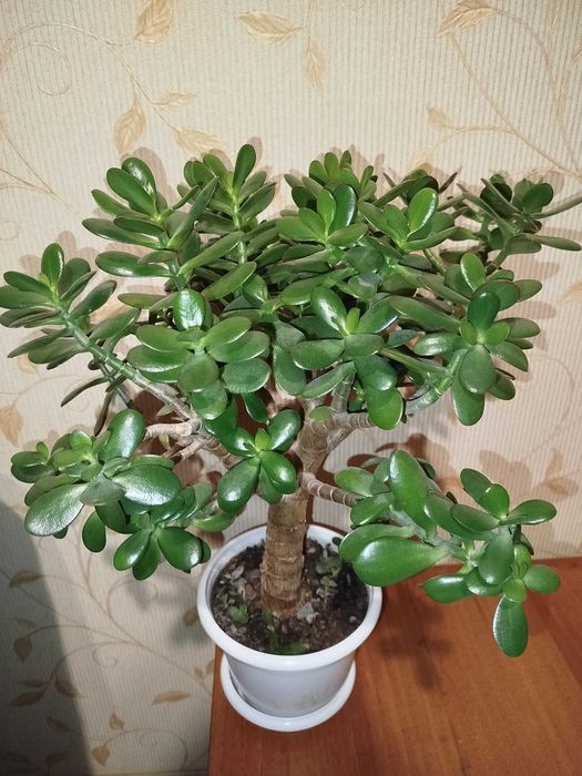Грошове дерево (красула) товстянка