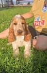 Cocer Spaniel Pies Orange Roan