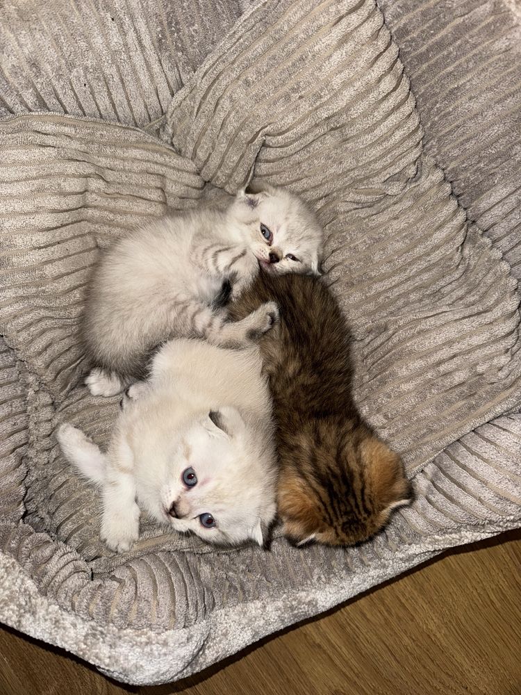 кошенята scottish fold