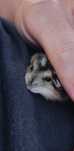 Hamsters juvenis