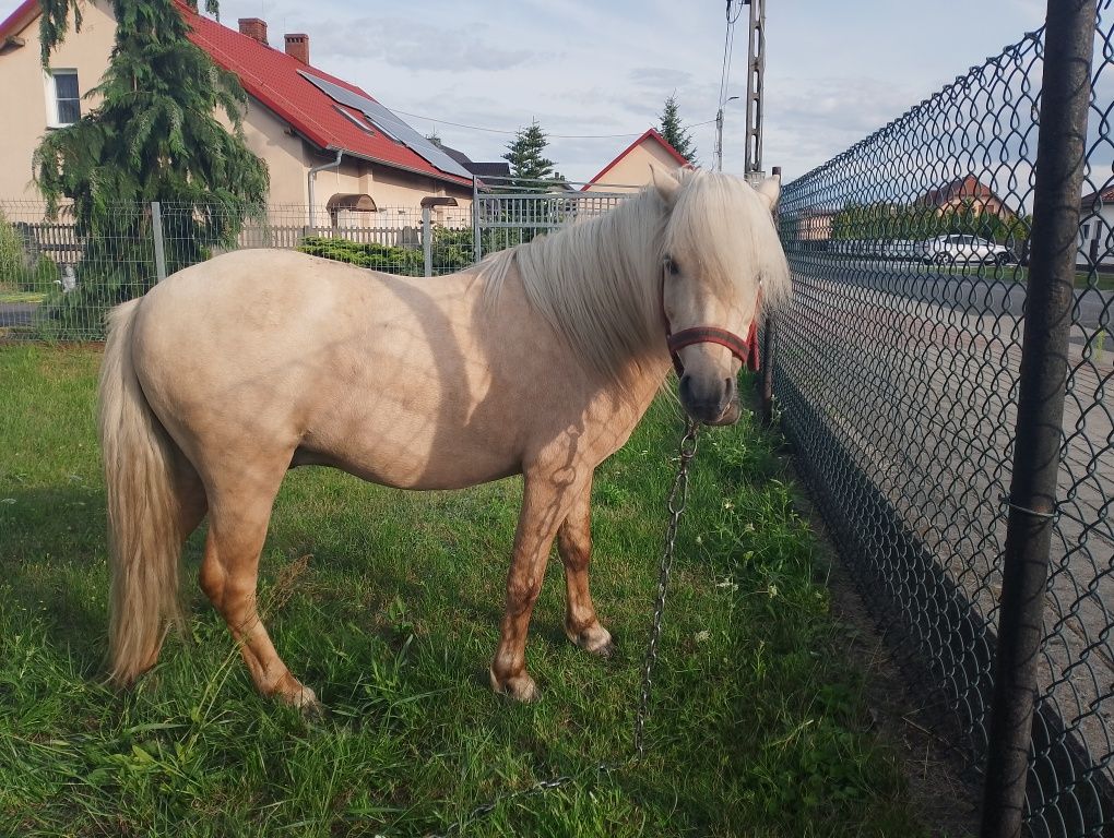 Sprzedam kuca ogiera