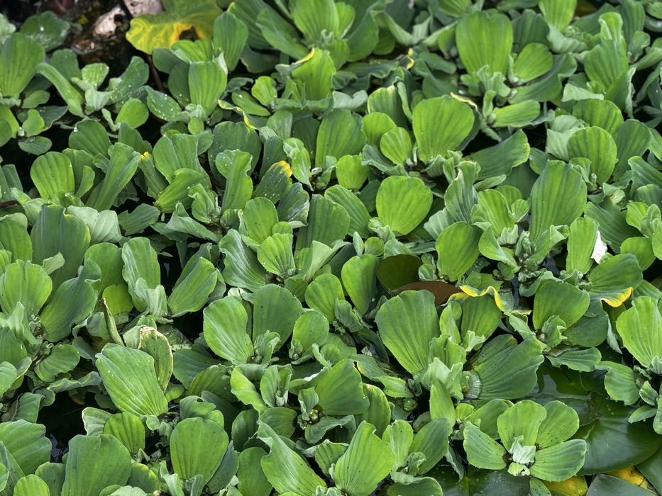 Alfaces de agua, para lagos de peixes e de jardim