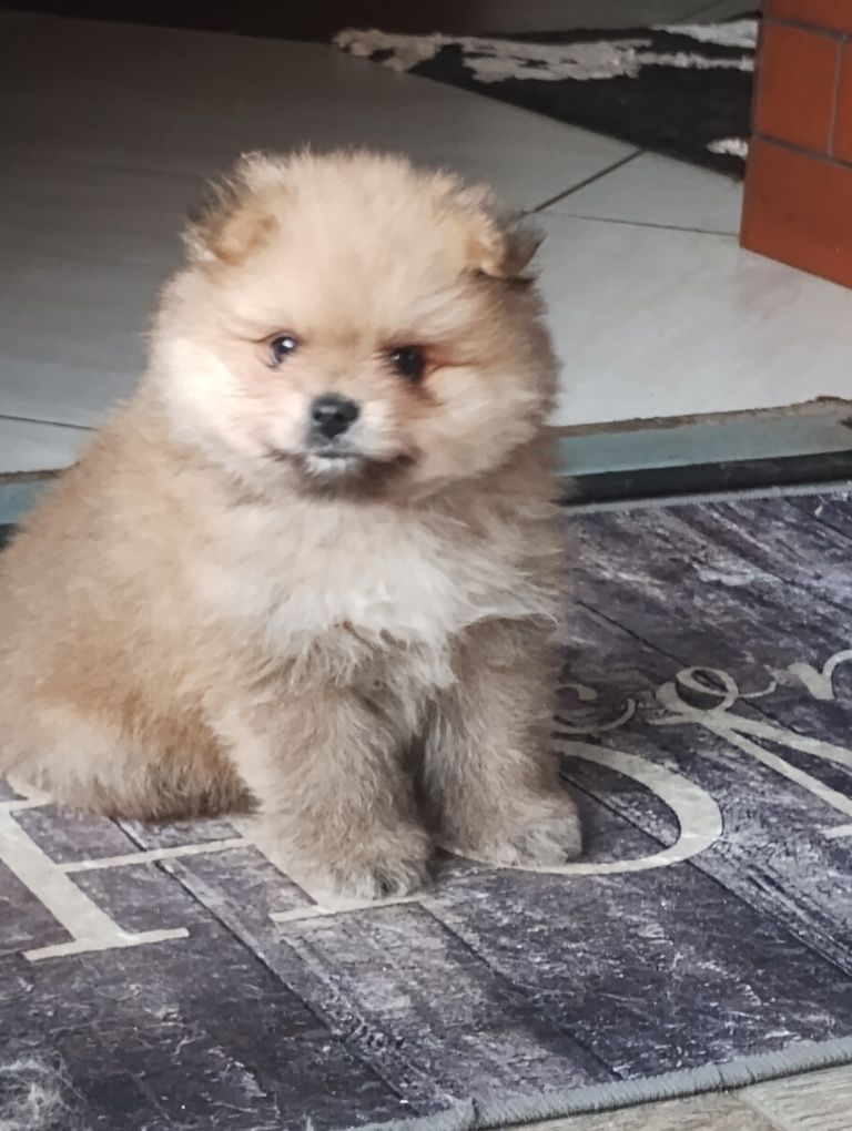 Szpic miniaturowy Pomeranian