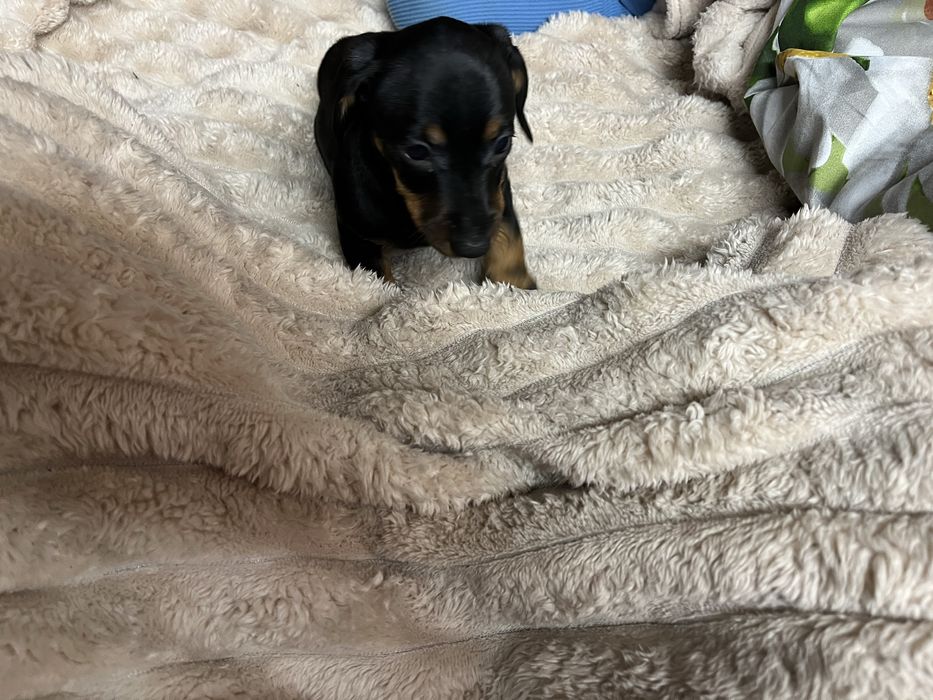 Продається хлопчик такса