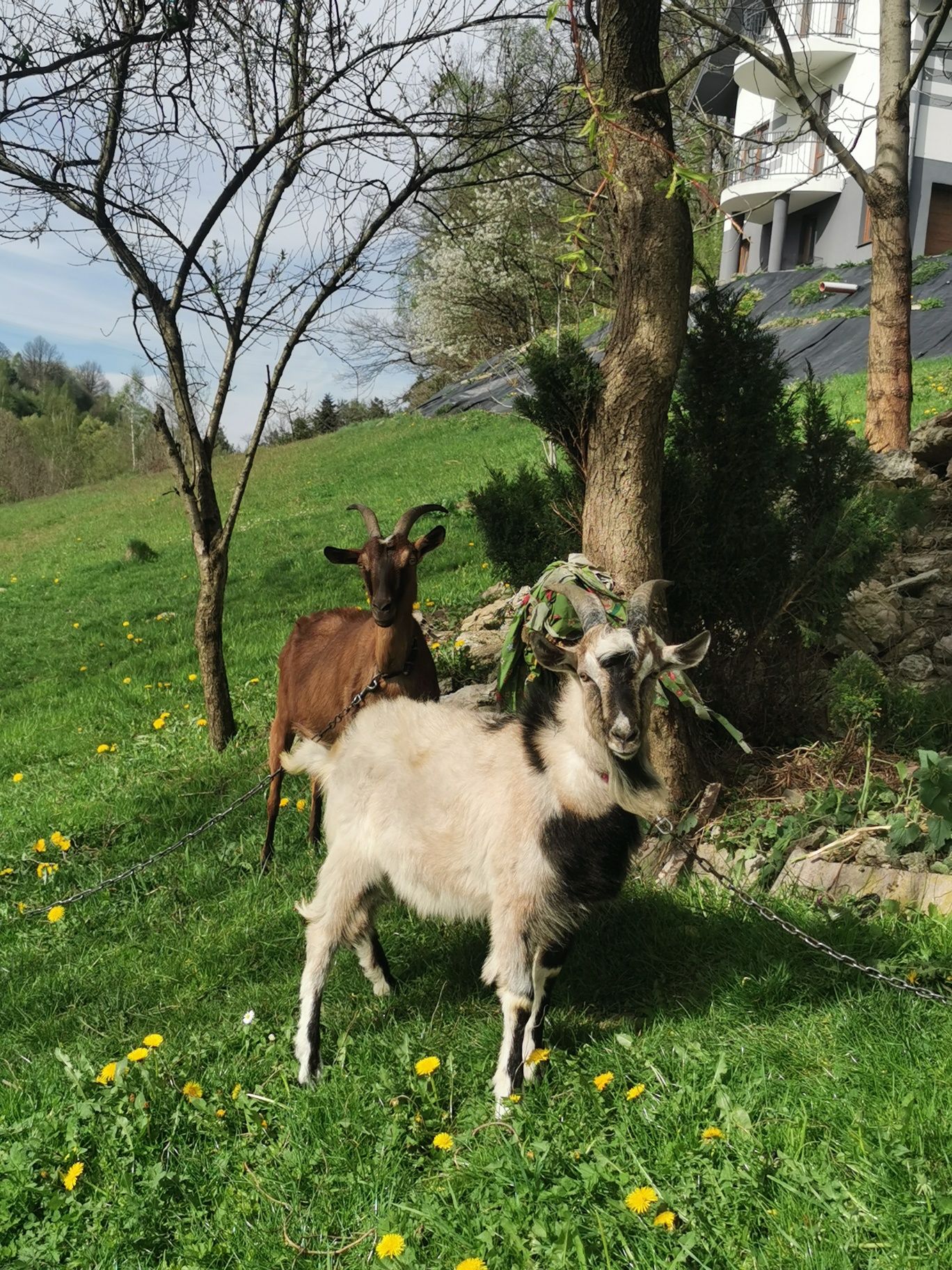 Kozioł, capek roczny