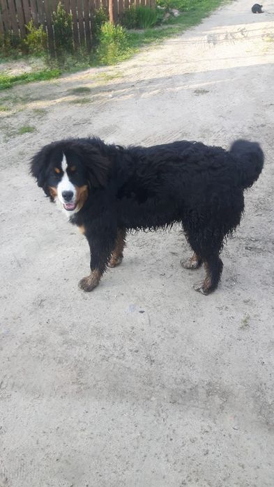 Bernanski pies pasterski