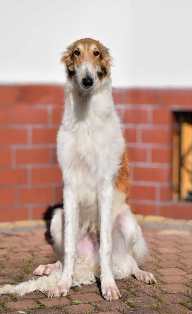 Borzoi Chart rosyjski