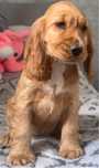 suczka cocker spaniel angielski