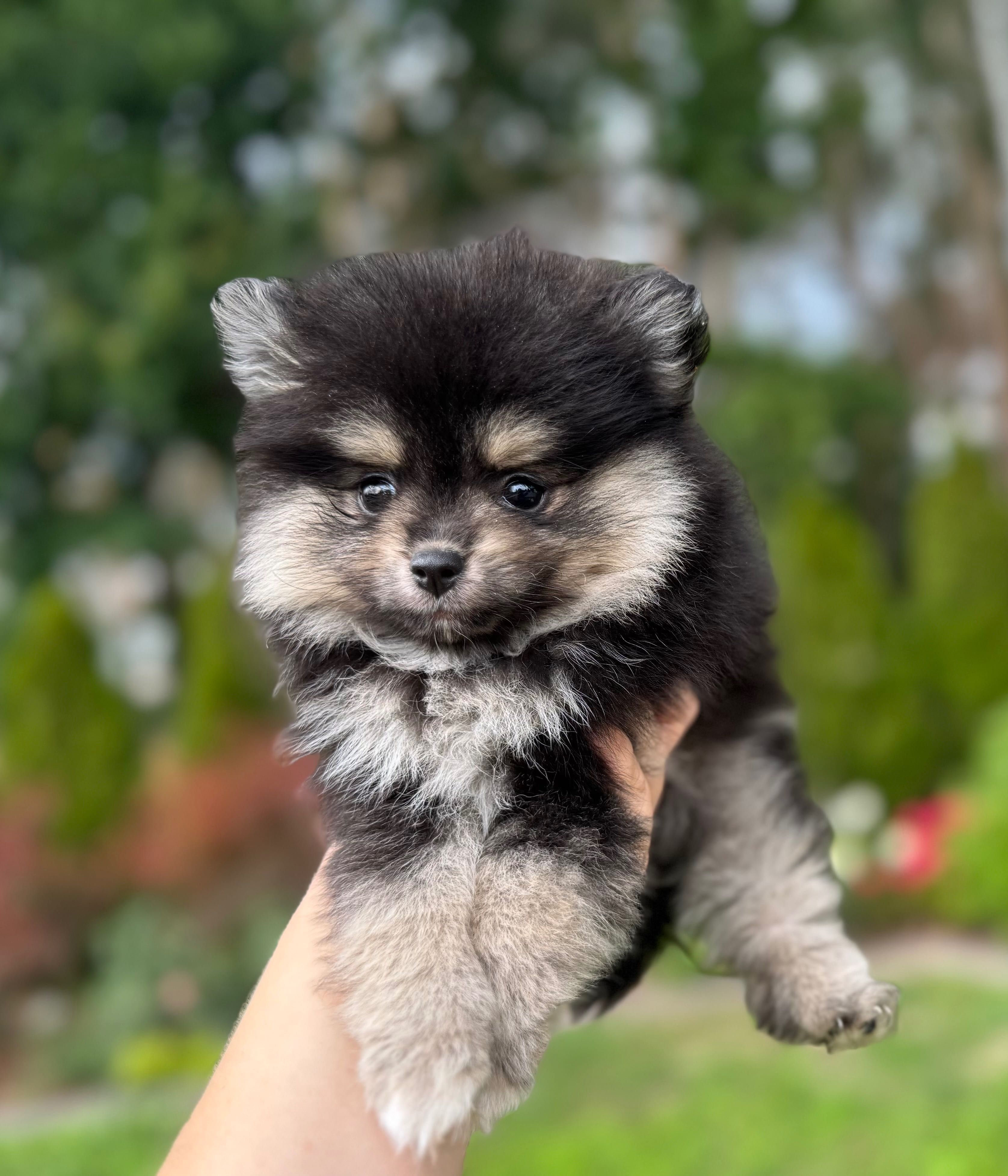 Pomeranian typ misia szpic miniaturowy suczka ekstra klasa black tan