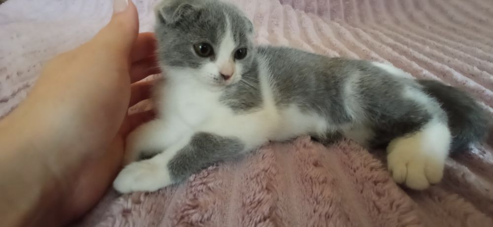 Кошенята в хороші руки