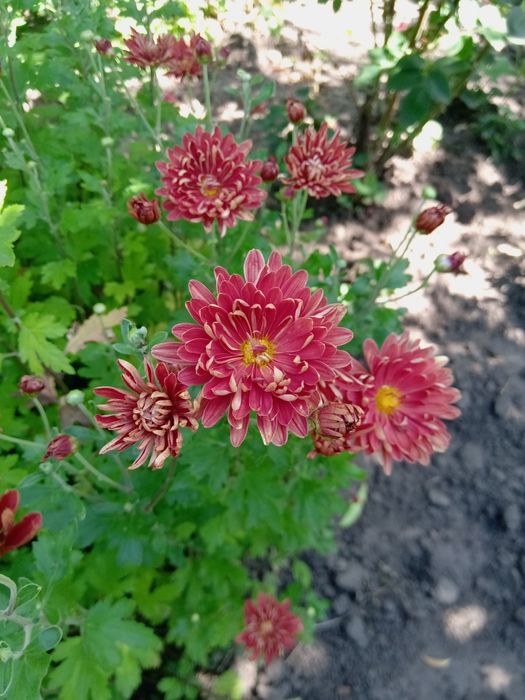 Лілія, хризантема, очиток, брунера