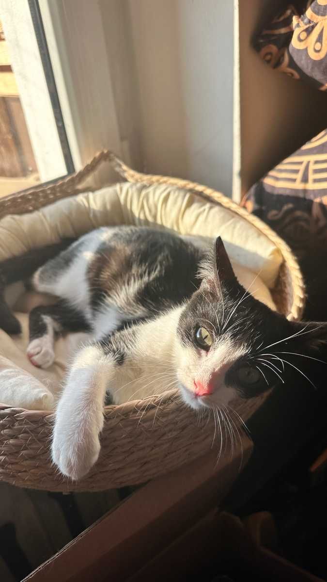 Harissa - kotek, kotka, kociak, kot do adopcji