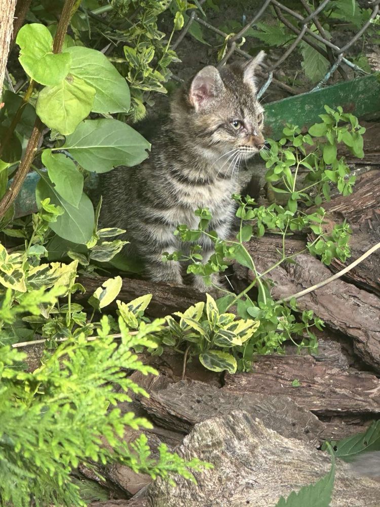 Котики дівчатка у добрі руки