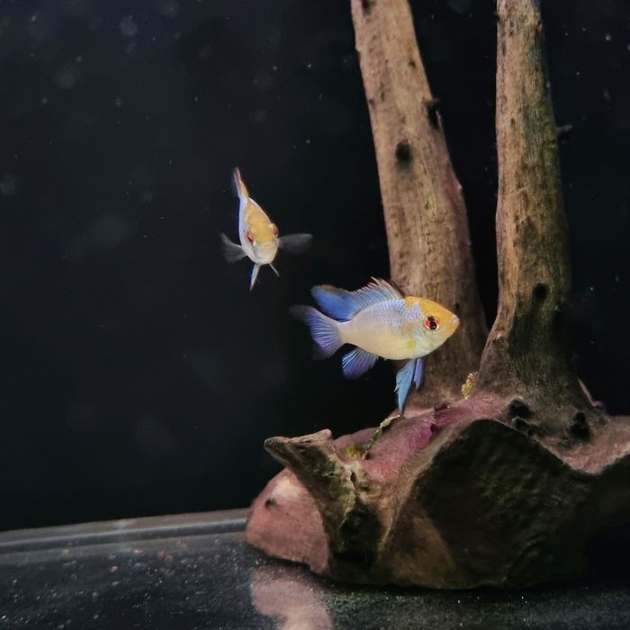 Ramireza electric blue