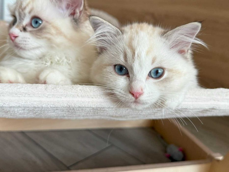 Ragdoll - Kotka z rodowodem Lazurowe Łapki*PL - Eowinka