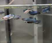 Bettas femeas copper variadas