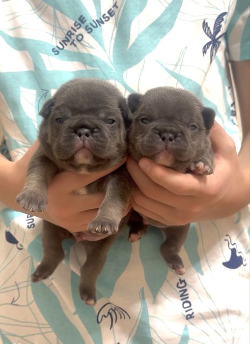 Блакитні, мерле міні та стандарт! Розплідник