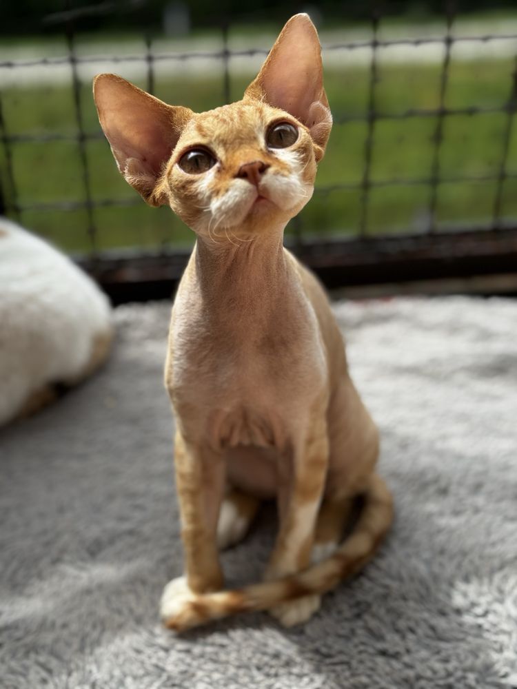 Piekny kocurek Devon Rex Funio