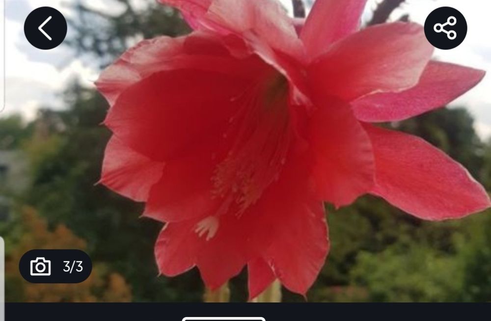 Epiphyllum kwiat doniczkowy kwitnie na czerwono