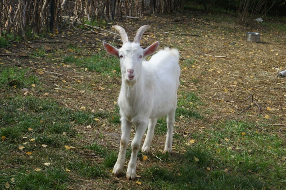 Kozy pigmejska karłowe