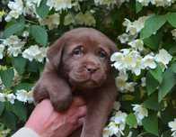 Labrador Retriever- czekoladowy piesek